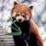 red panda